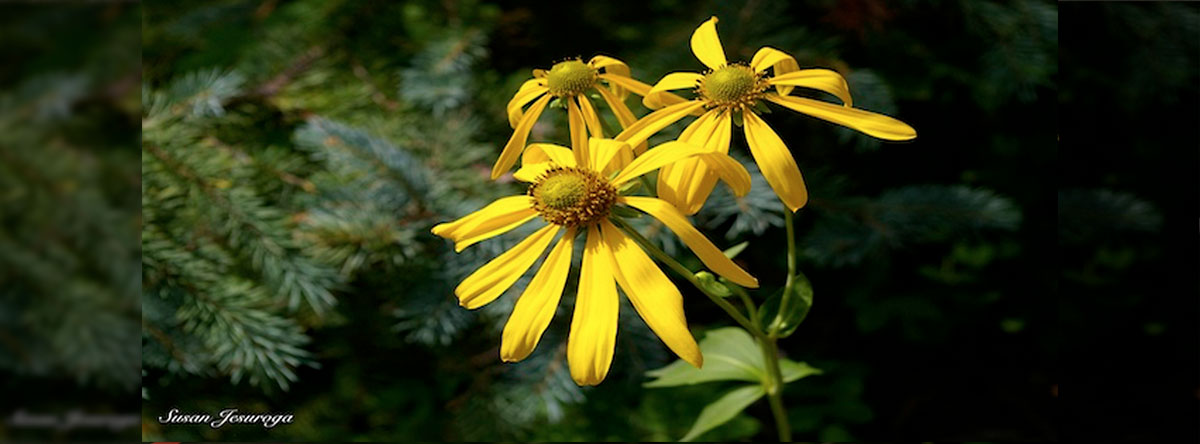 Capturing Beautiful Florals with Your Smartphone – May 30th